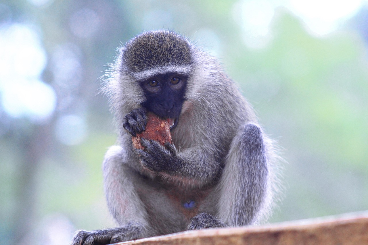 Queen Elizabeth National Park Image 1